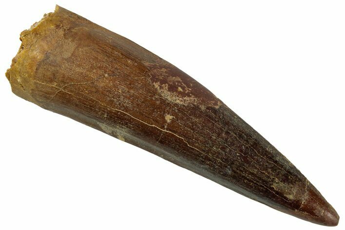 Fossil Spinosaurus Tooth - Real Dinosaur Tooth #319007